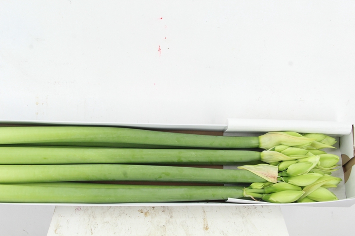 HIPP DG WIMBLEDON XXL