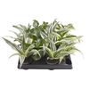 653070 DRACAENA MIX