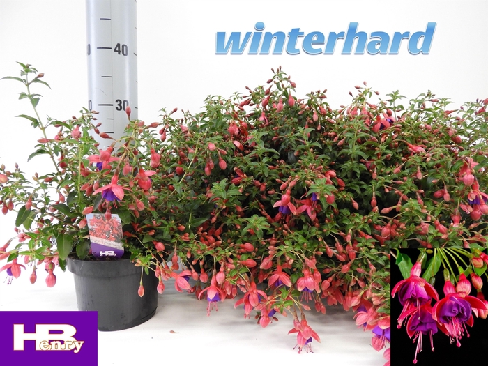 <h4>FUCHSIA TOM THUMB</h4>