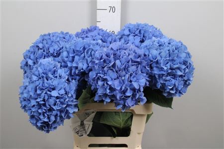 <h4>Hydr M Pimpernel</h4>