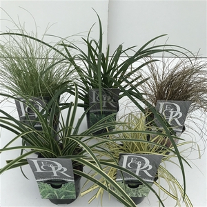 Graminées Carex mix