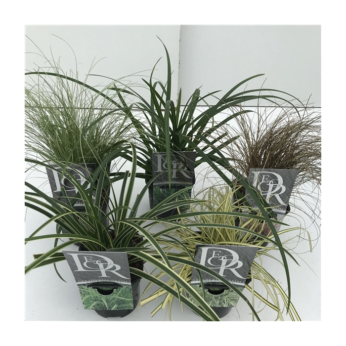 <h4>Carex mix</h4>