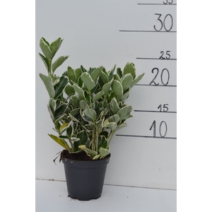 Euonymus fortunei 'Silver Queen'