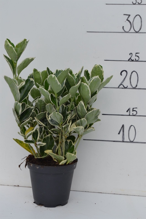 <h4>Euonymus fortunei 'Silver Queen'</h4>