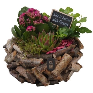 PTIB5251 Arrangementen kamerplanten