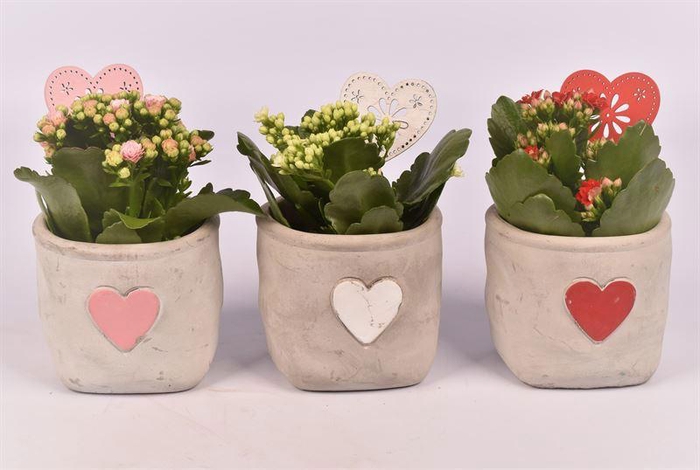 <h4>Cement potje met hart 11cm</h4>