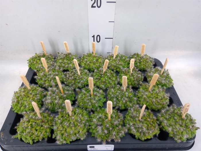 <h4>Hylocereus undatus</h4>