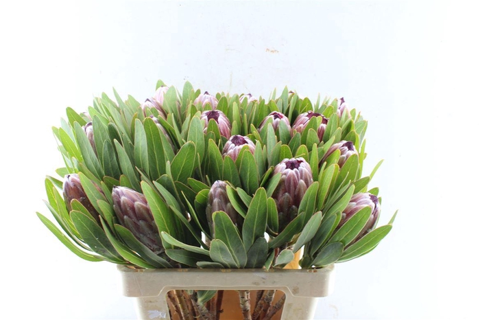 <h4>Protea Pink Ice</h4>