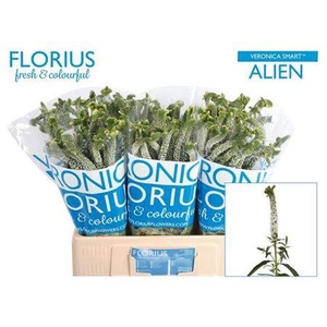 Veron Smart Al White 60cm