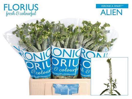 <h4>Veron Smart Al White 60cm</h4>