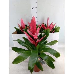 Vriesea  'Intenso Pink'