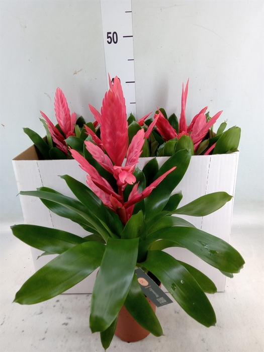 <h4>Vriesea  'Intenso Pink'</h4>