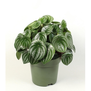 Peperomia argyreia
