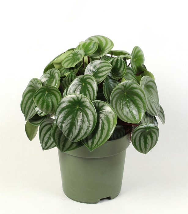 <h4>Peperomia argyreia</h4>