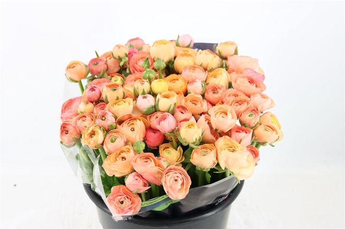 <h4>Ran Elegance Salmon</h4>