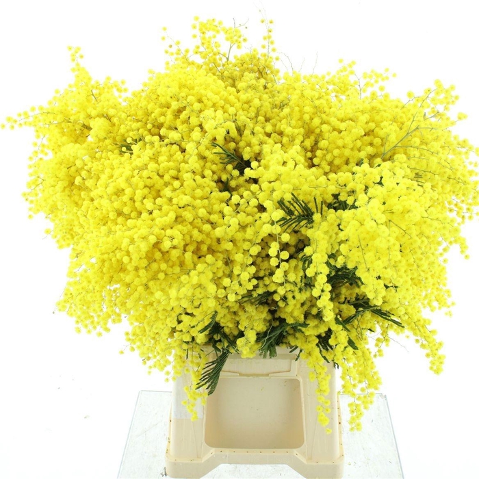 <h4>ACACIA BAILEYA BL BS</h4>