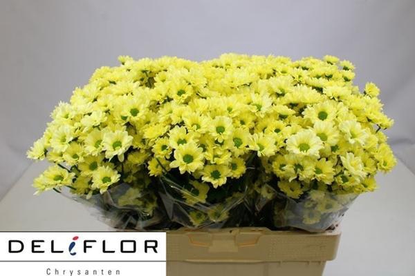 <h4>CHR SAN TEDDY</h4>