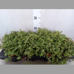 Callisia repens 'Turtle'