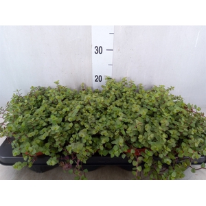 Callisia repens 'Turtle'