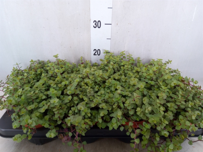 <h4>Callisia repens 'Turtle'</h4>