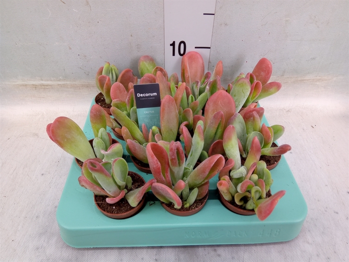 <h4>Kalanchoe NF   ...</h4>