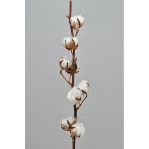 GOSSYPIUM HIRS 8 ball