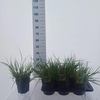Pennisetum alopecuroides