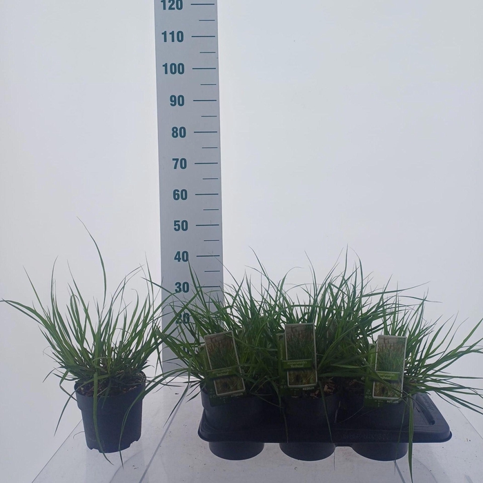 Pennisetum alopecuroides