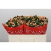 Hypericum Mellow Romance