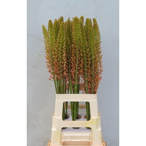 EREMURUS CLEOPATRA