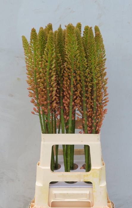 <h4>EREMURUS CLEOPATRA</h4>