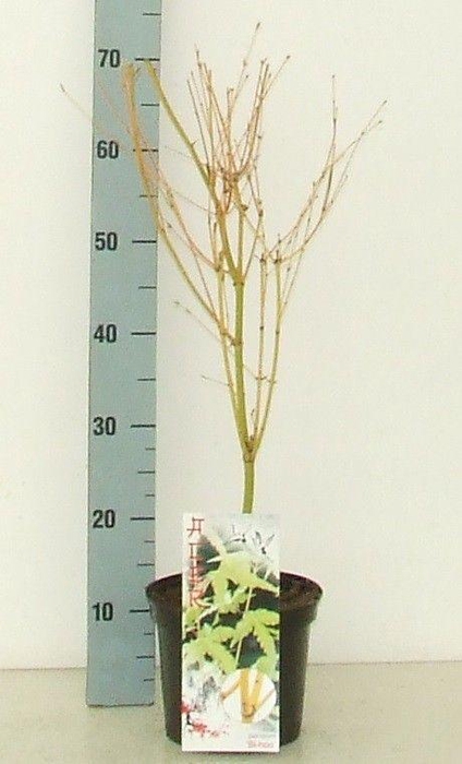 <h4>Acer palmatum 'Bi Hoo' P19 Full CC</h4>