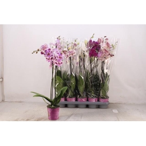 PHAL GEM 5 KL