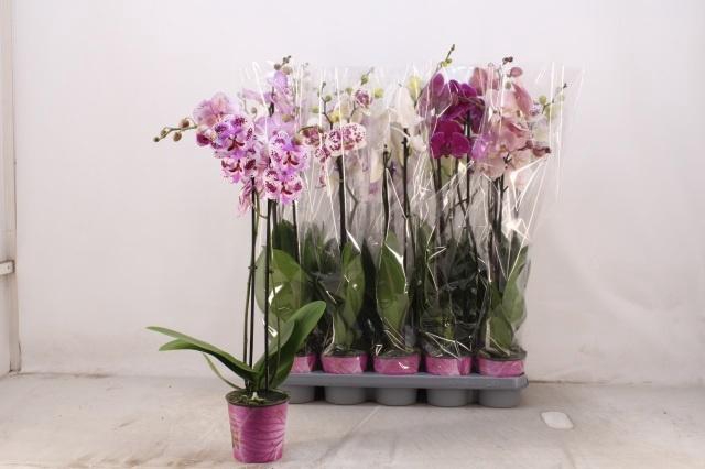 <h4>PHAL GEM 5 KL</h4>