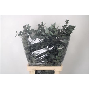 Stabi Stuartiana Green Per Bunch