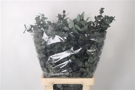 <h4>Stabi Stuartiana Green Per Bunch</h4>