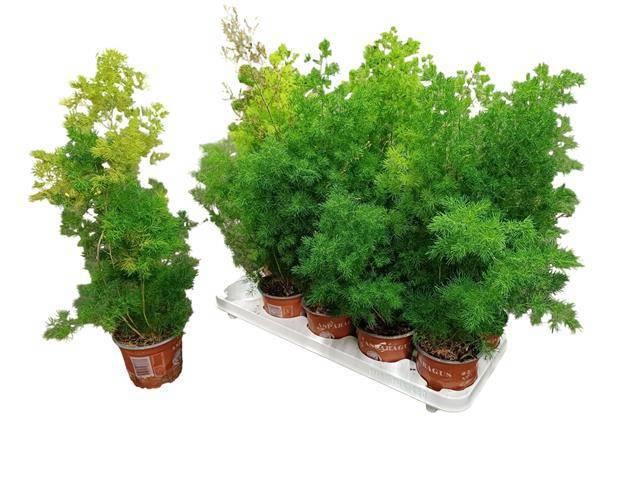 <h4>ASPAR UMBELLATUS</h4>