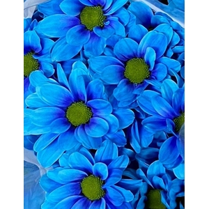 CHR T KENNEDY BLUE (PAINTED)