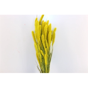 Dried Setaria X5 Yellow Bunch