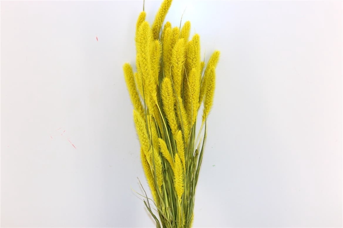 Dried Setaria X5 Yellow Bunch