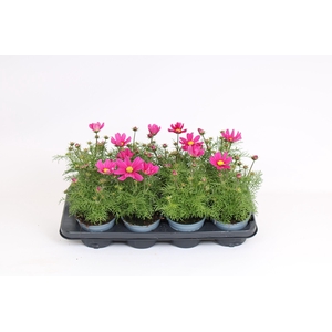 Cosmos Bipinnatus 'Sonata Carmine'