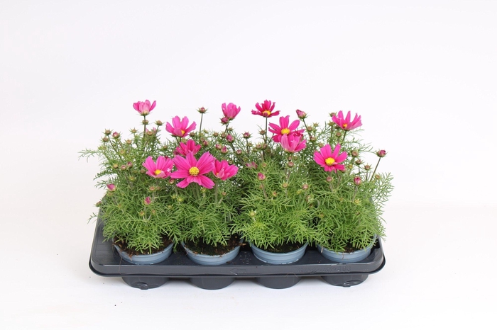 <h4>Cosmos Bipinnatus 'Sonata Carmine'</h4>