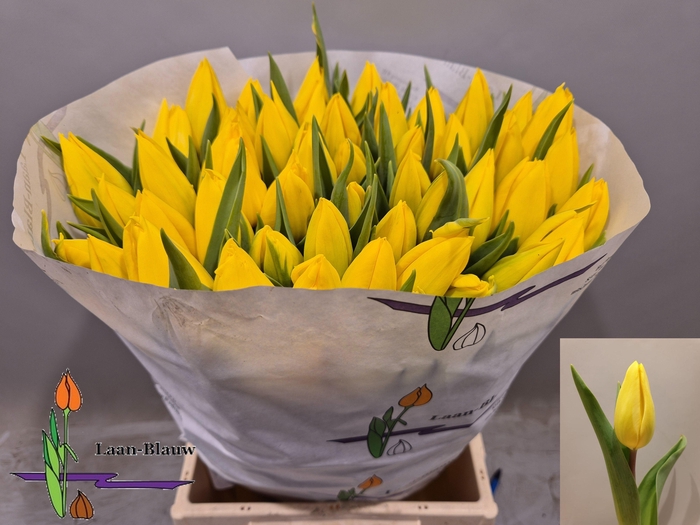 <h4>TU EN STRONG GOLD</h4>