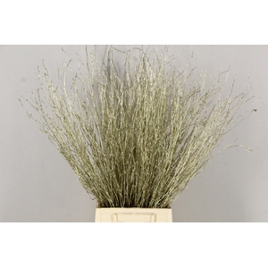 Betula Bs Paint Platinum FST