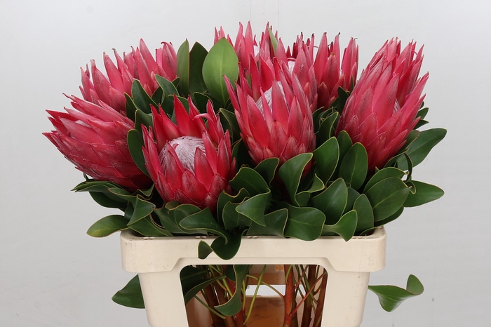 <h4>Protea Cynaroides Madiba</h4>