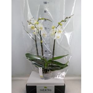 Phalaenopsis   ...white