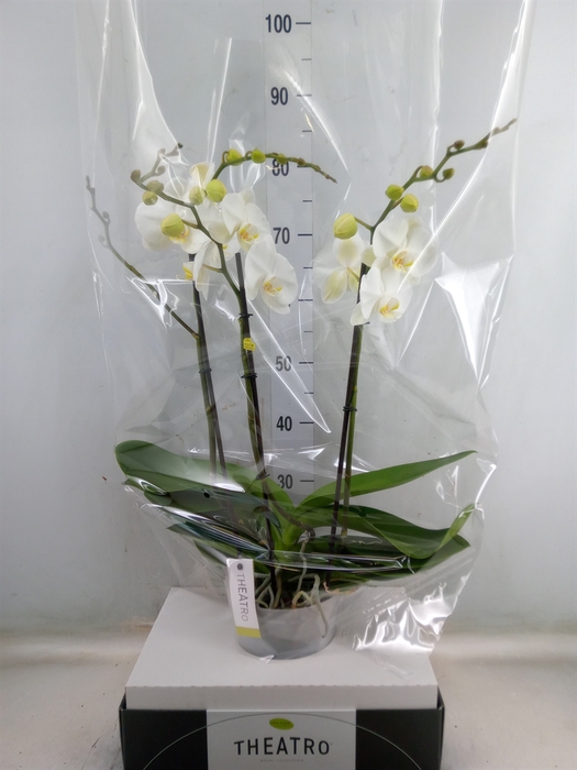 <h4>Phalaenopsis   ...white</h4>