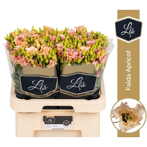 EUS E FALDA APRICOT