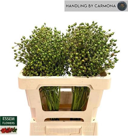 <h4>Rosa Plenty Green</h4>