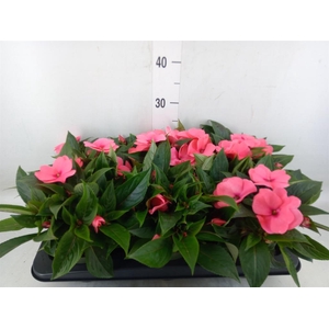 Impatiens NG 'Tamarinda Salmon'